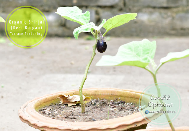 Growing Organic Brinjal On Terrace Garden