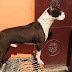 Full Information about for Pit Bull dog and The American Pit Bull Terrier