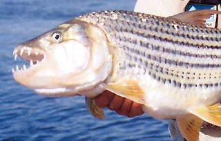 tiger fish carnivora piranha