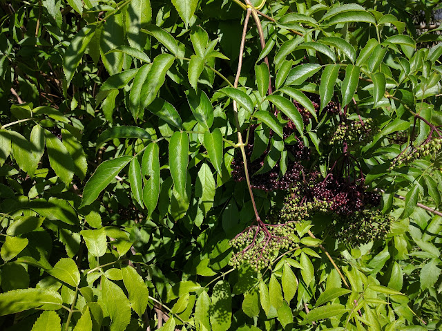 Elderberries - A Life Unprocessed