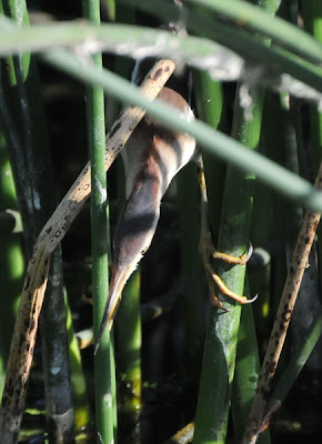 Least Bittern (Ixobrychus exilis)