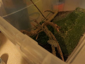 gray tree frog in a terrarium