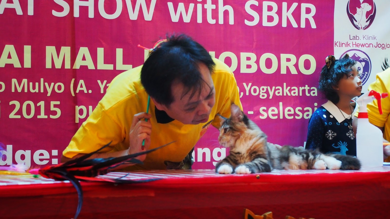 Kontes Kucing bulan April 2015 di Magelang dan Bali