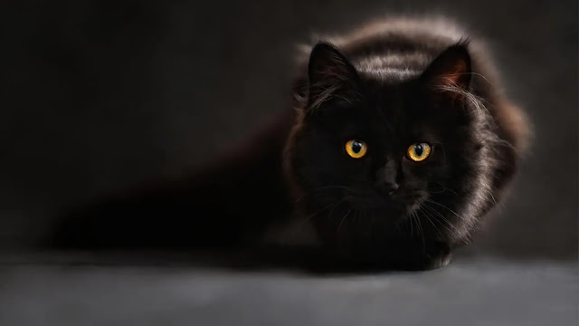 Black Cat