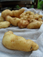 Pile of French Fingerling potatos 