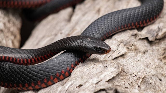 Snake In Indore Zoo