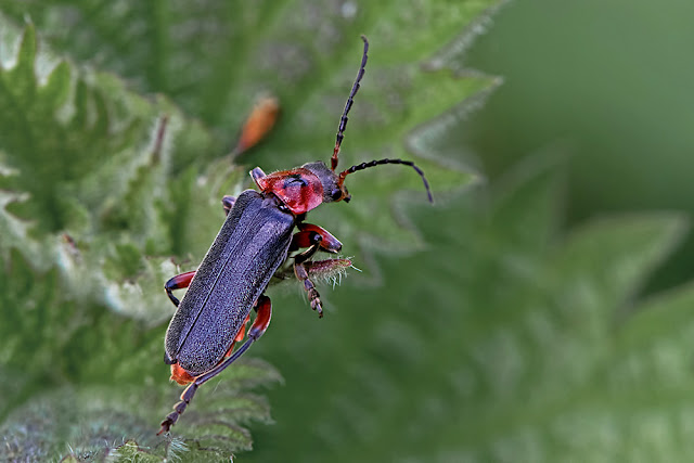 Cantharis rustica the Rustic Sailor Beetle