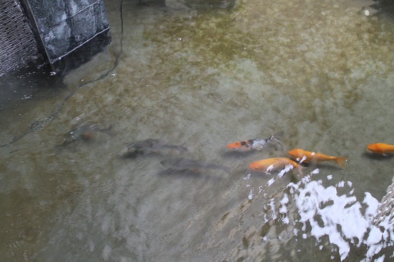 Ikan Kelah, Raja Ikan Sungai yang Menjadi Igauan - Azie 