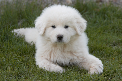 Great Pyrenees Puppies on Colorado Great Pyrenees Rescue Community  Breeders Versus Rescues  Why
