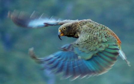 flying_kea_1.jpg (448×283)