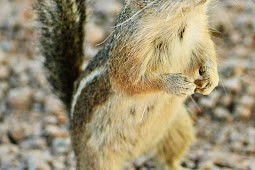 Arizona Squirrels Magnifier Arizona Desert Squirrels – altazimuth.info