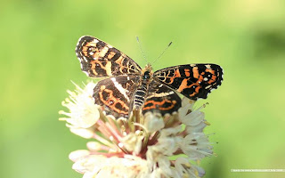 Colorful-butterfly-Wallpaper