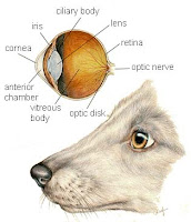 Dog Eye Ailments6