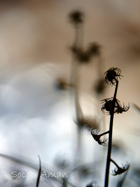 Mitella pauciflora