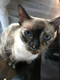 A photograph of a cat, named Mosquito, with blue eyes and white and black fur