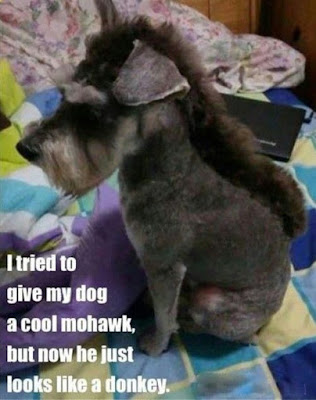 Funny Dog Humor : Nice haircut #haircut