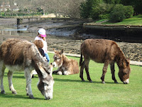 Ponies in the New Forest