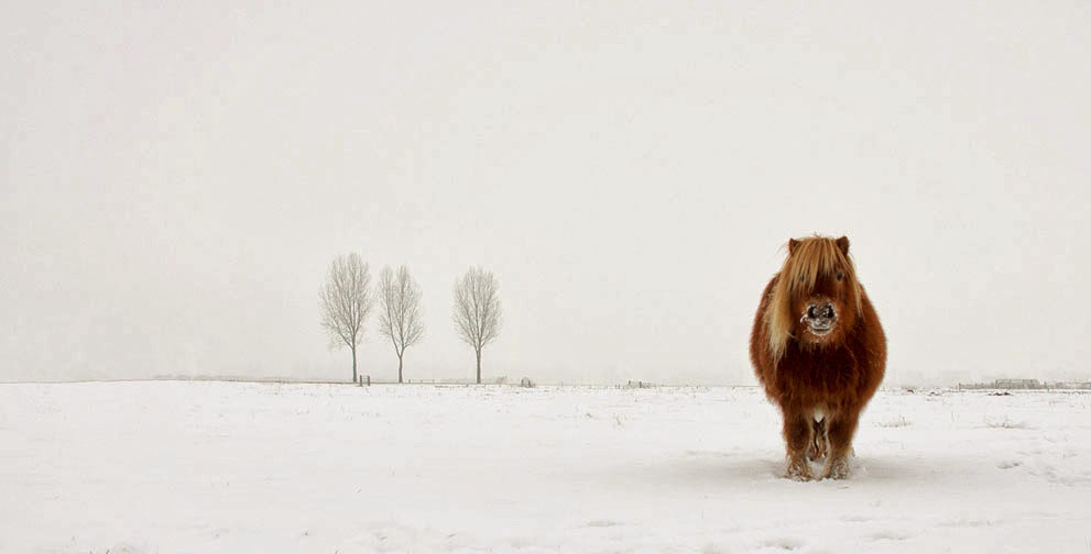 pony in the snow