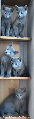 Russian Blue kittens