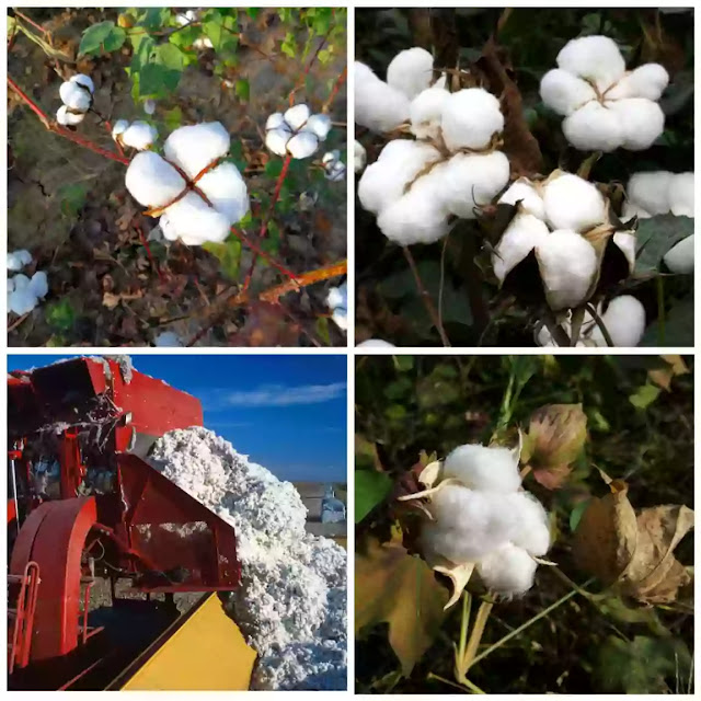 Cotton farming