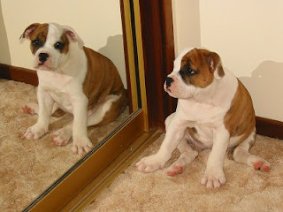 Australian bulldog puppy wallpaper