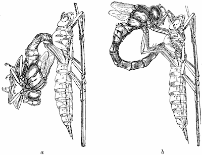 What is a dragonfly?