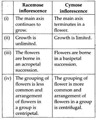 Solutions Class 11 Biology Chapter -5 (Morphology of Flowering Plants)