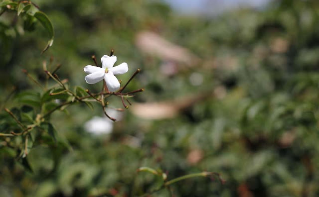 Jasminum Polyanthum Flowers