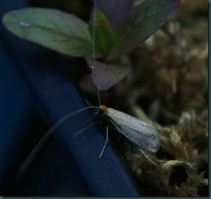 Nematopogon-swammerdamella