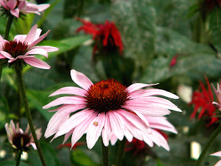 Eastern Purple Coneflower (Echinacea purpurea) clip art