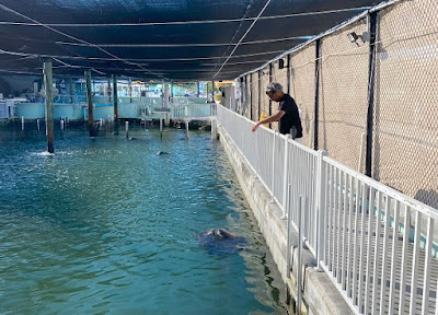 Feeding turtles at the Turtle Hospital