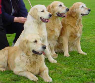 Golden Retriever