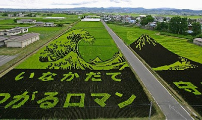 arte arrozal arroz japão