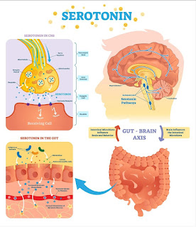 Artikel, Serotonin, Serotonin Adalah, Produksi Serotonin, Kadar Serotonin, Obat Peningkat Kadar Serotonin, Triptofan, Kekurangan Serotonin