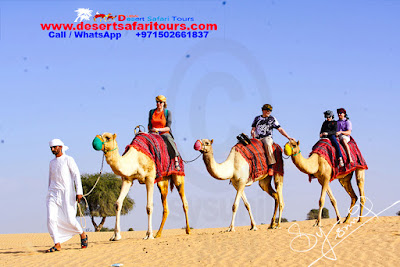 An Arabic man leading three camels for camel trekking