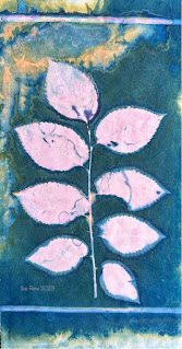 Sue Reno_wet cyanotype_image 1054