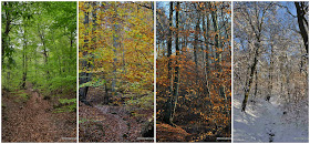Seasons in the Forest, Frankfurt, Germany