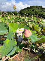 賞荷秘境 三芝山豬堀荷花田 牡丹蓮
