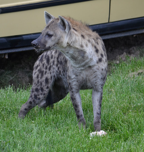 spotted hyena at the Columbus Zoo