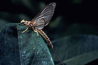 mayfly