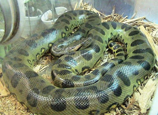Top 20 Informative Facts about Anacondas