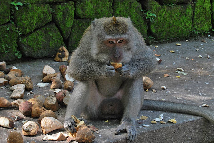 Mono comiendo