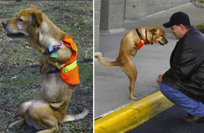 Unbelievable Two Leged Dog 