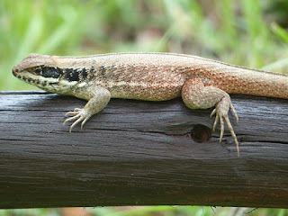 Léiocéphale de Cuba - Leiocephalus cubensis