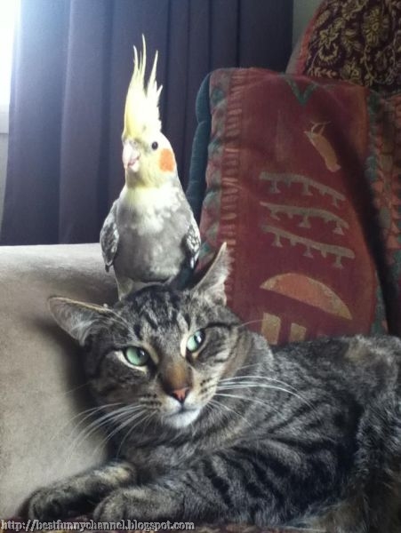 Funny cat and parrot