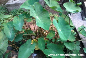 Pokok Keladi Hiasan Penyeri Halaman & Taman