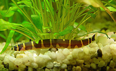 Kuhli Loach