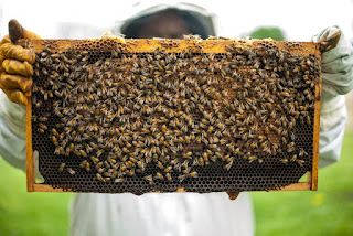 Benefits of beekeeping