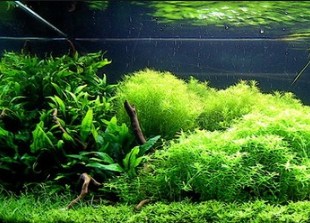 Aquascape