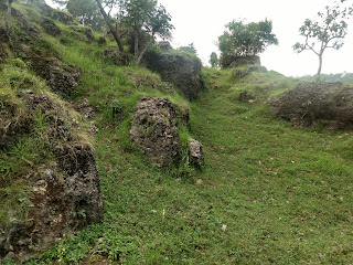 Step farms in hilly areas of Kangra Valley,Himachal Pradesh